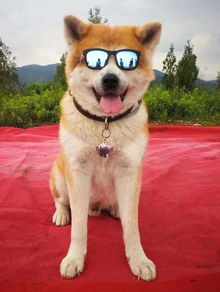 秋田犬适合家养么 知乎 秋田犬适合家养么 知乎