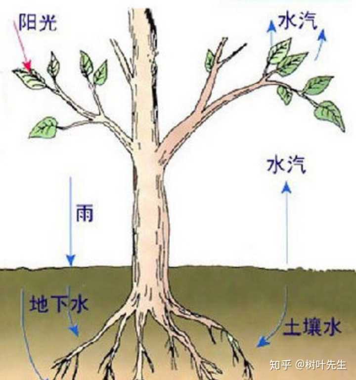 主要包括地表水分的蒸发与植物体内水分的蒸腾