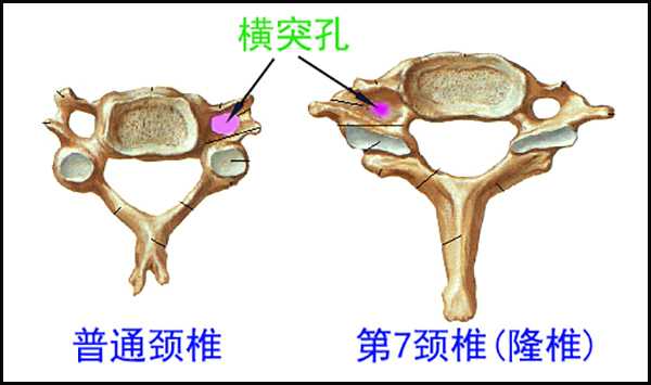 隆椎横突孔内有什么通过？ - 知乎