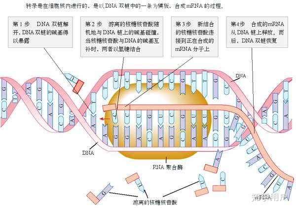 是什么驱使dna进行复制转录? - 知乎