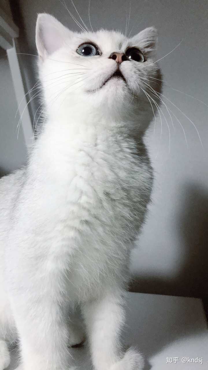 主人打猫的时候猫怎么想 知乎 主人打猫的时候猫怎么想 知乎
