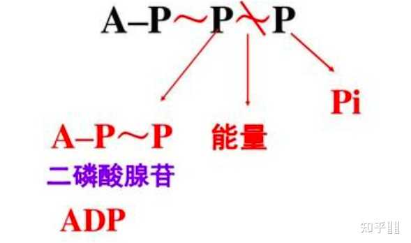 维持人体ATP稳态的途径有哪些? - 知乎