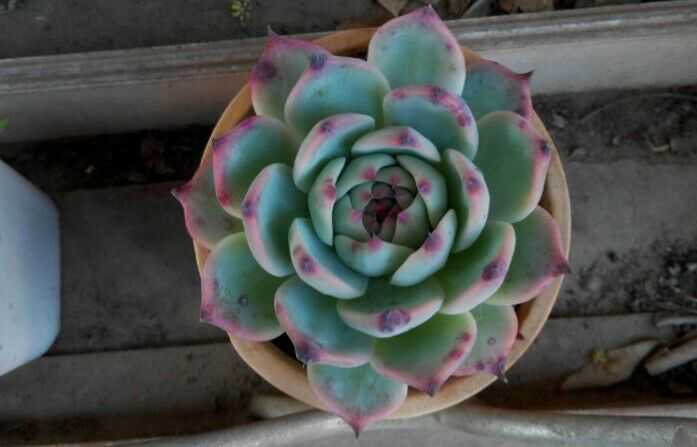 多肉底叶干枯 已不浇水半个月 知乎