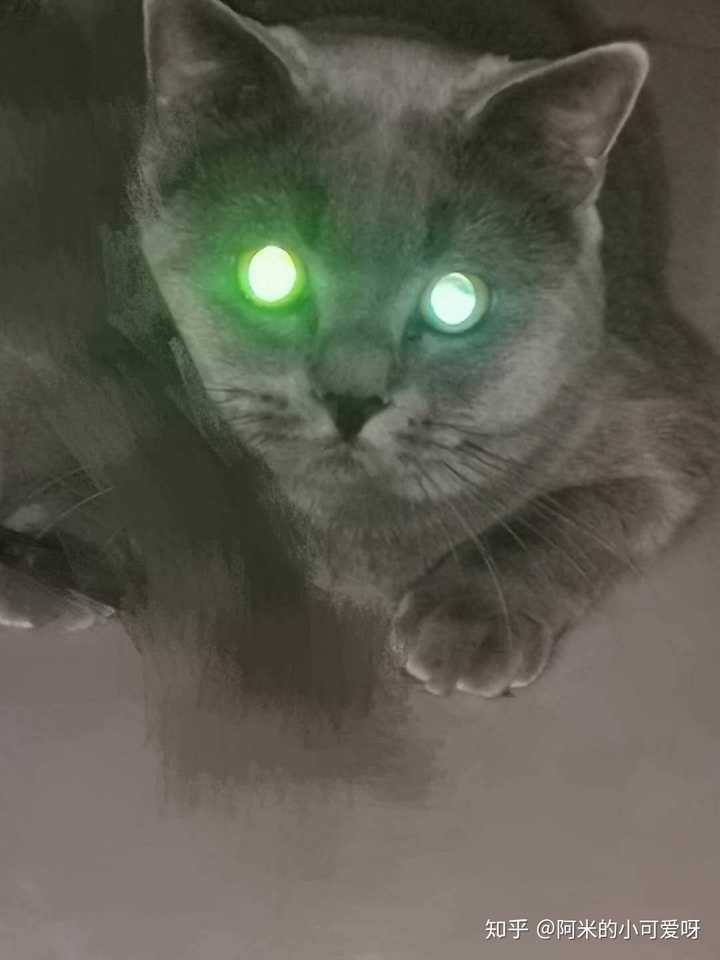 为什么猫的眼睛在夜间会反光?