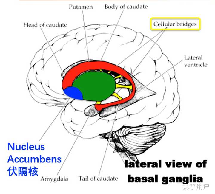 为什么人的大脑有时非常理性，有时非常不理性？ - 知乎