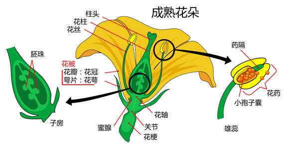 从花卉学的角度,我们日常所观赏的花,也就是一个完整的花器官 花器官