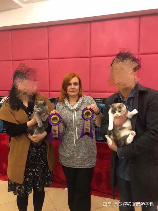 猫舍为什么不卖非绝育猫 知乎