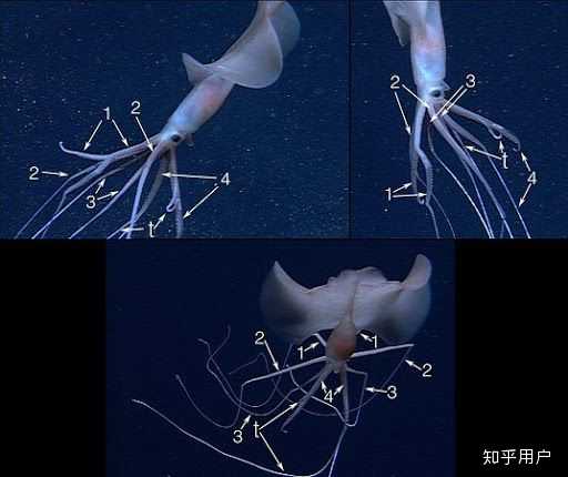 为什么深海鱿鱼比浅海鱿鱼体型更大？海洋的营养物质不是在海洋表面更多吗？ - 知乎