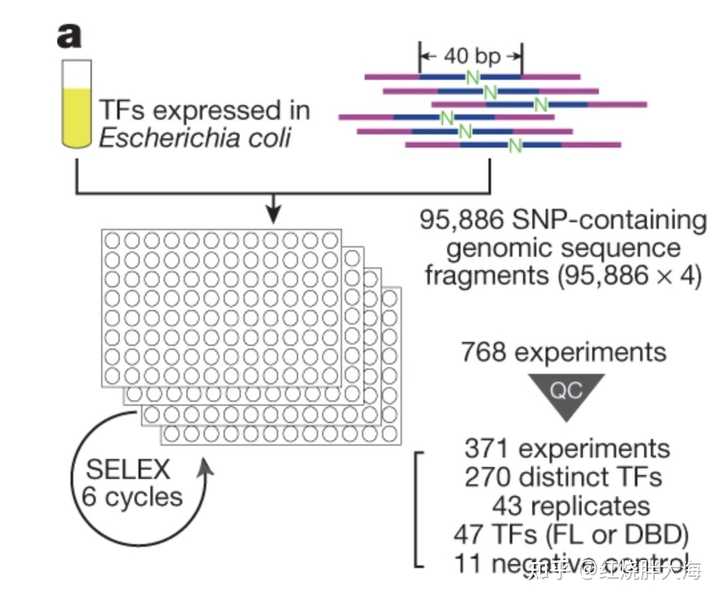 如何评价西北大学严健教授在 自然 杂志 nature 正刊发文 知乎