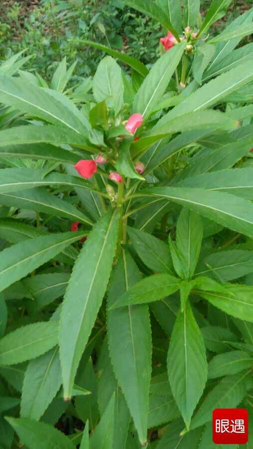 女生如何在夏天穿短裤短裙又不会被蚊子咬得抓破了腿破坏腿的美感呢?