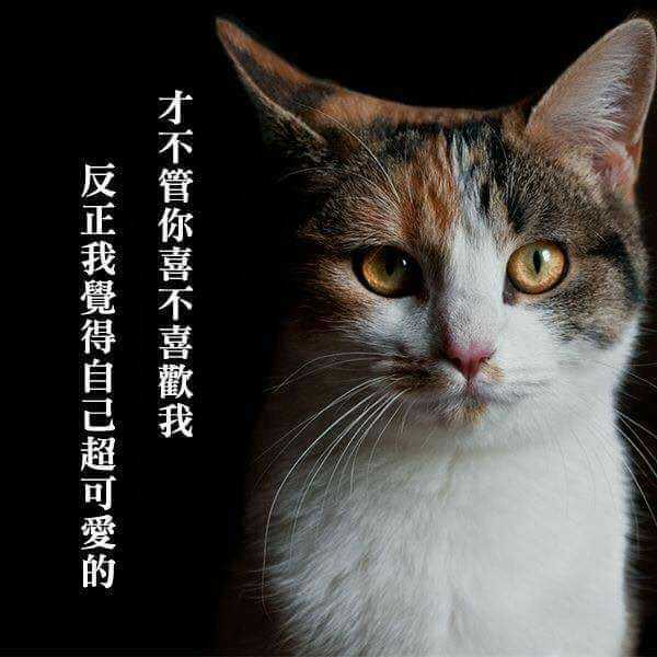 你有哪些可爱的猫咪图片能分享一下吗