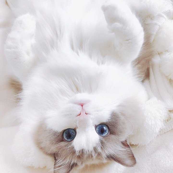 男生为什么喜欢布偶猫