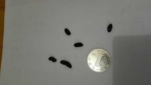 这是什么生物的屎