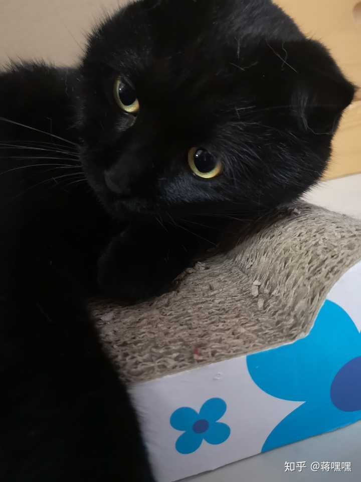 家里养了一只黑猫是一种什么样的体验 知乎 家里养了一只黑猫是一种什么样的体验 知乎