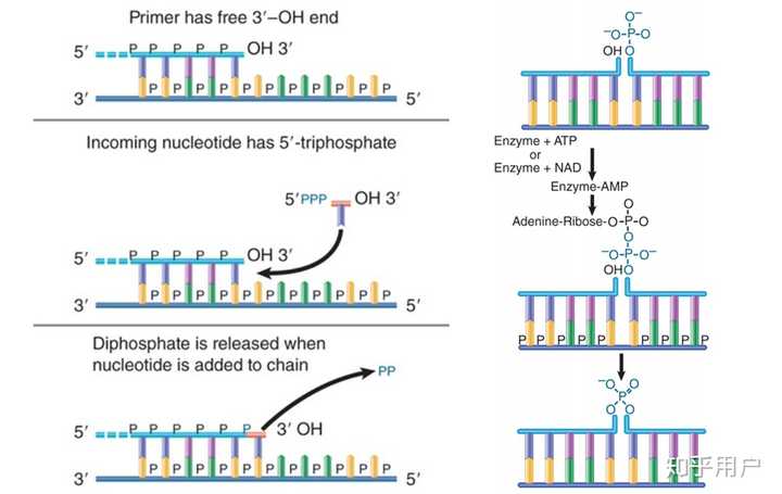 为什么 DNA 在复制过程中不会产生水？ - 知乎