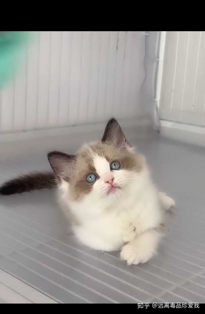 如何买到东北布偶猫 知乎 如何买到东北布偶猫 知乎