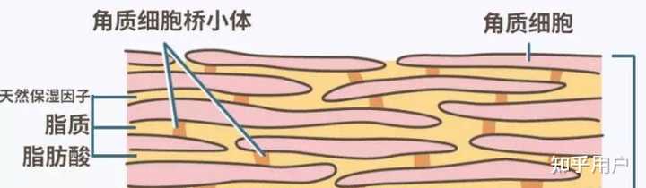 如何修复敏感肌?怎么变回正常皮肤? - 知乎