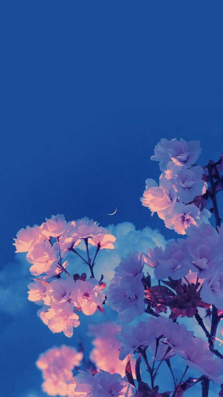 有哪些好看的壁纸推荐 ？