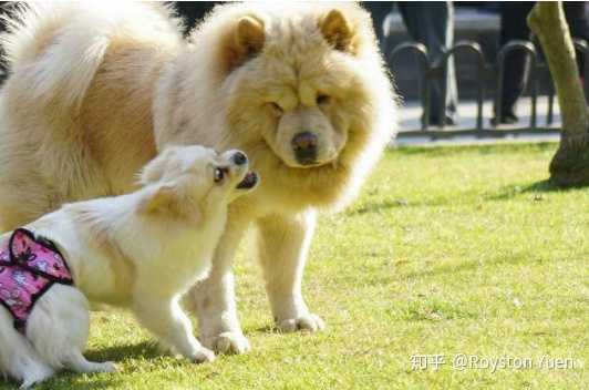 请问养大型犬好还是养小型犬好 知乎 请问养大型犬好还是养小型犬好 知乎