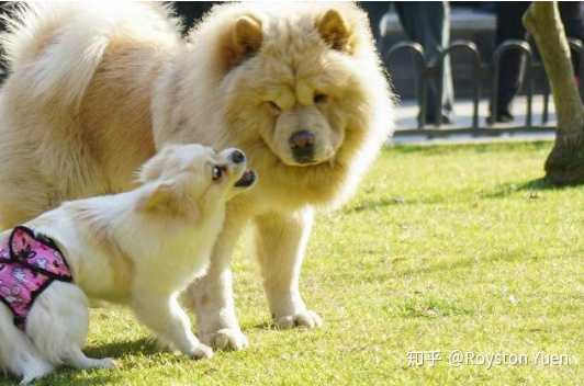 请问养大型犬好还是养小型犬好 知乎