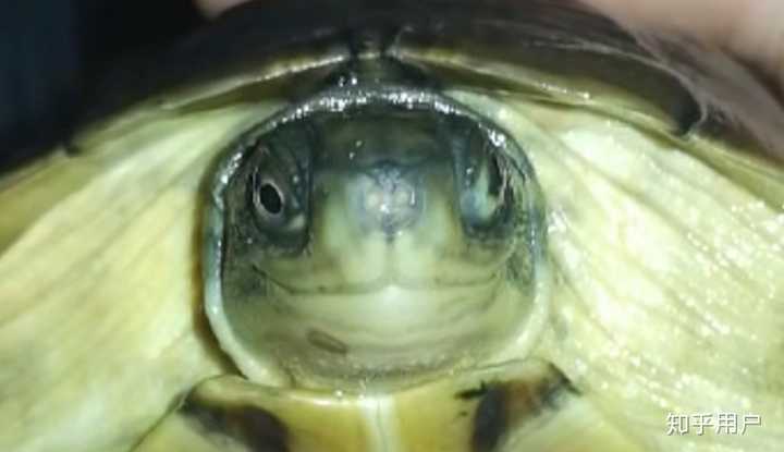 乌龟漂浮在水里不怎么动怎么办？ - 知乎