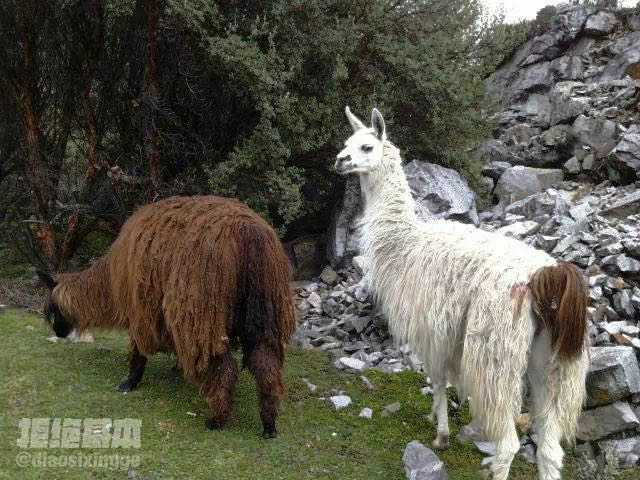 alpaca llama