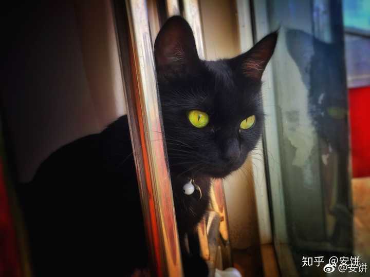 养黑猫会带来噩运吗 知乎