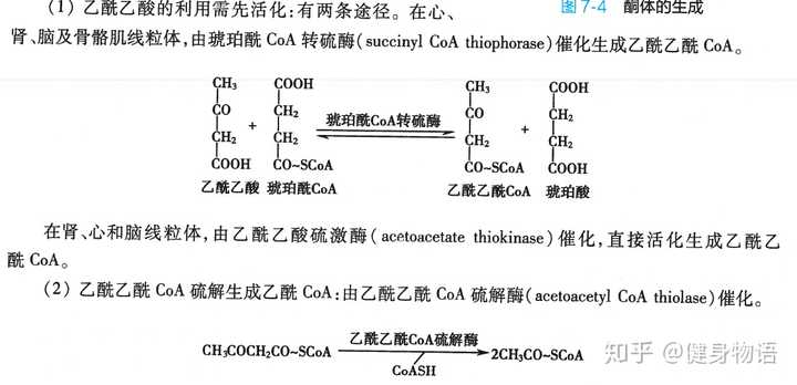 生酮可以为肌肉供能吗 知乎