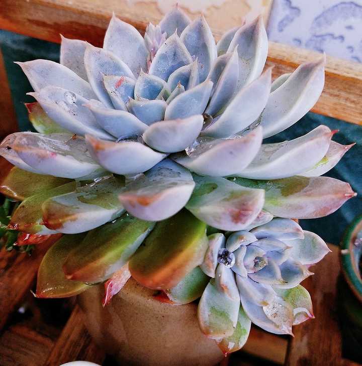 多肉徒长是怎样的体验 吃一只虾的回答 知乎