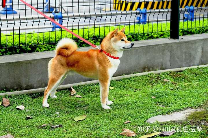 有没有推荐的柴犬犬舍 武侯庄 极小豆的回答 知乎