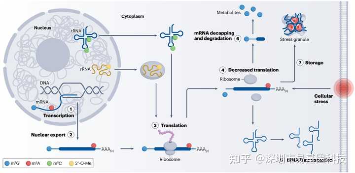 为什么 RNA 双链很稳定，但是生物体内 RNA 都是单链的呢？ - 知乎
