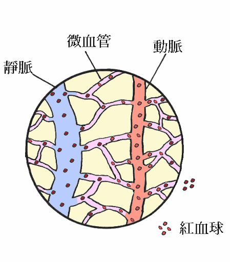 有氧运动和无氧运动有哪些区别 知乎