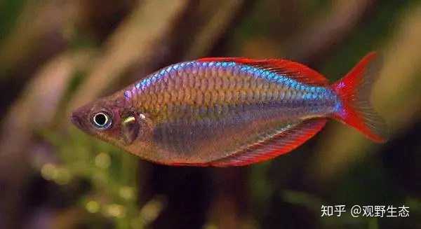 第一次养鱼 养什么鱼比较好养一点 知乎