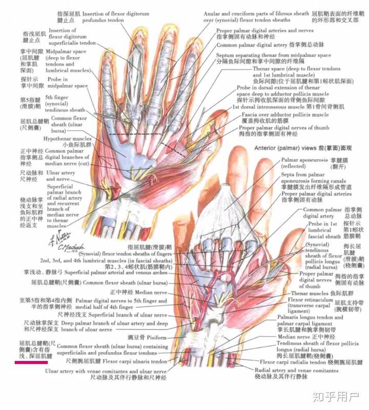 按压手掌靠手腕下方,鼓起的两个小包是什么? - 知乎
