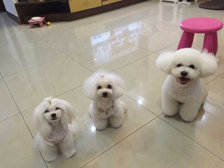 如何区分马尔济斯犬 比熊犬 白色贵宾犬 知乎