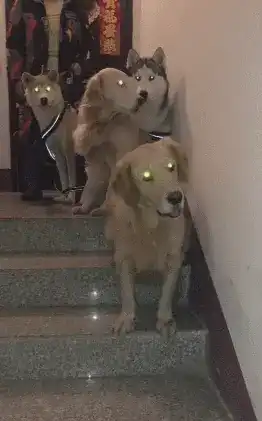 动图封面