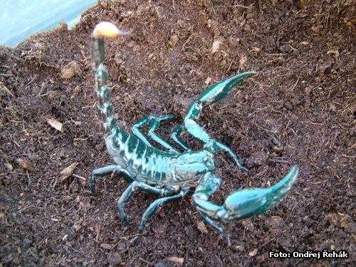 马来西亚多刺异蝎