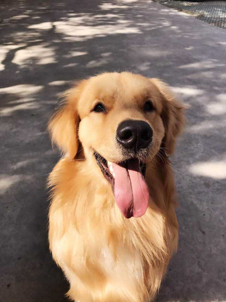 有一只品相特别好的金毛犬是什么体验?