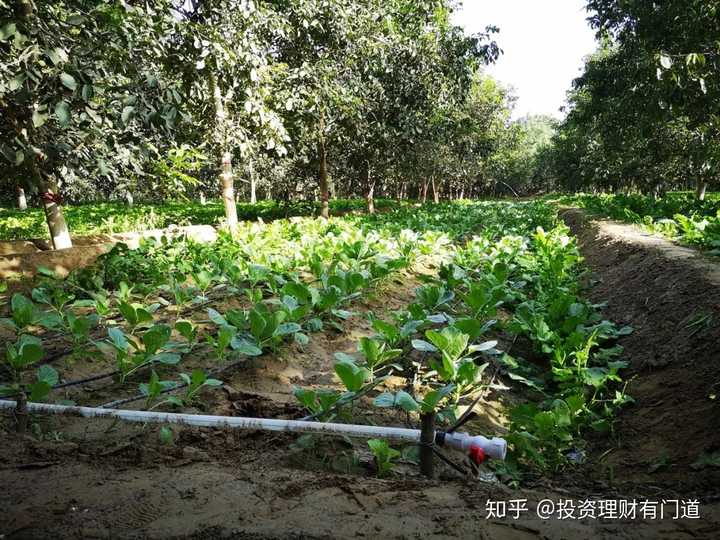 图为和田县布扎克乡托乎拉村核桃林及林下种植的蔬菜