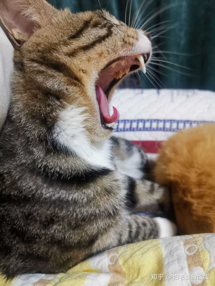 花,雄性,呆萌胆大,还护主,有一次为了保护我(给橘猫上药,橘猫疼的抓狂