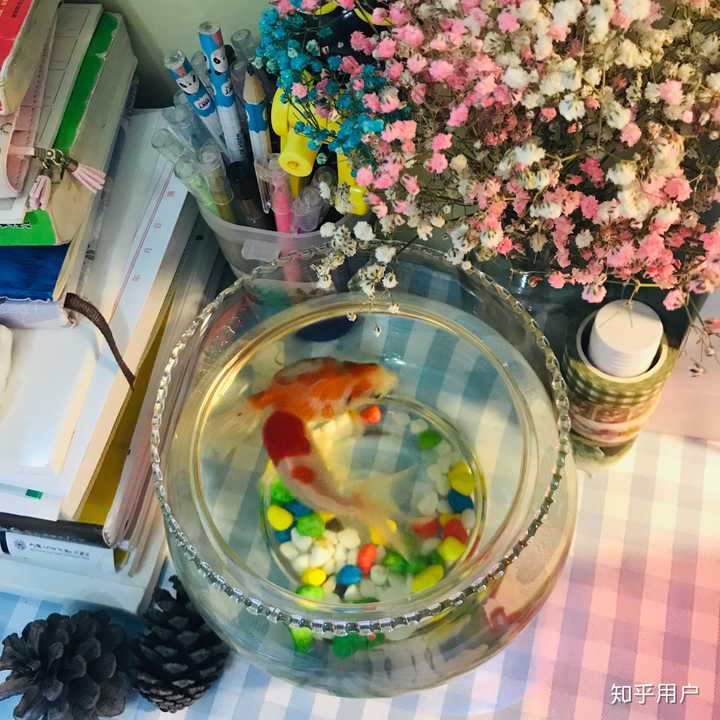 週末去花鳥市場買的魚缸,小魚(缸現在閒置了.魚養一批死一批)