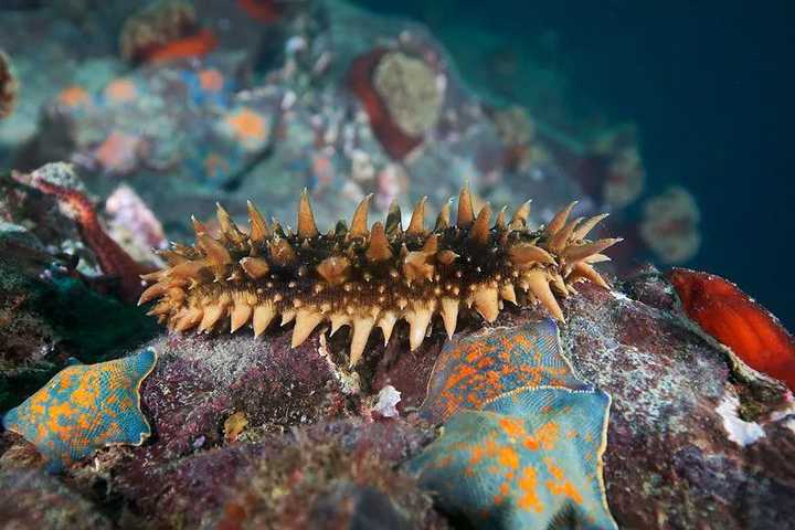 请问这是什么海参不会发图一楼补充