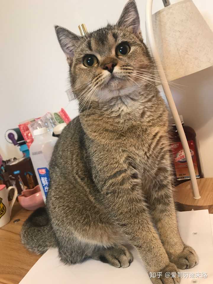 美短和英短杂交好看吗?养猫的来戳戳