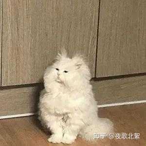 绿十字猫草片怎么喂的 知乎