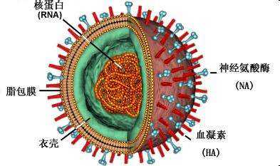 的两种糖蛋白,血凝素(hemagglutinin,ha)和神经氨酸酶(neuraminidase