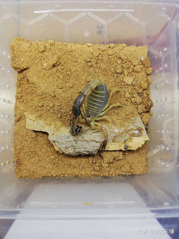 养螳螂养蝎子养蜈蚣养猎蝽养蜘蛛 然后宿舍里的虫子更本不够吃 花蚰蜒