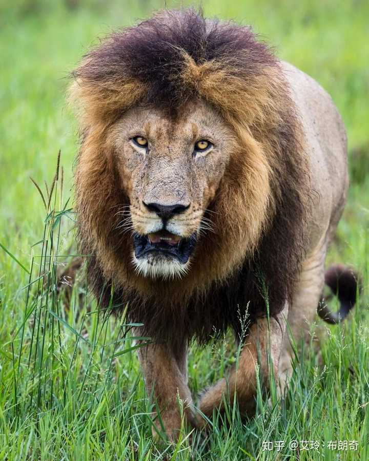雄狮平均体重 雄狮体重最大是多少公斤 西伯利亚虎平均体重
