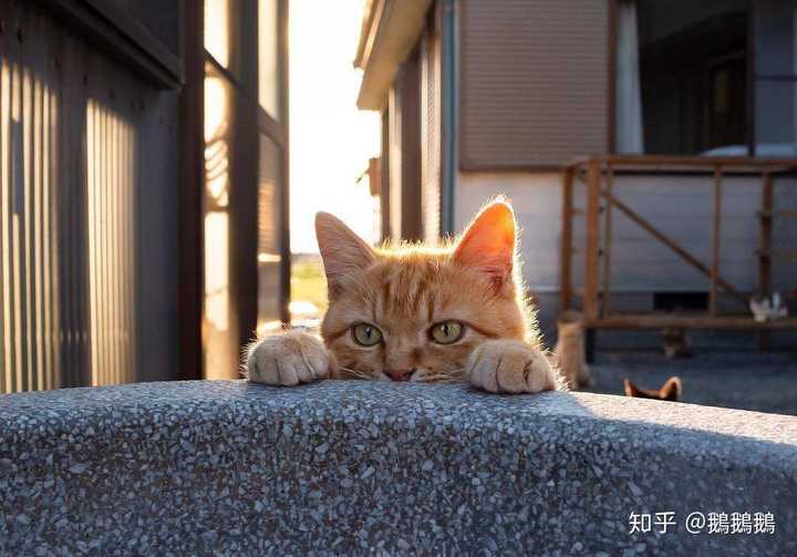 超级脑洞挑战赛 如果猫统治了地球 人类生活会有怎样的变化 知乎 超级脑洞挑战赛 如果猫统治了地球 人类生活会有怎样的变化 知乎