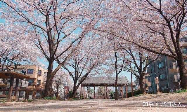 日本女性赴澳现象相关数据图