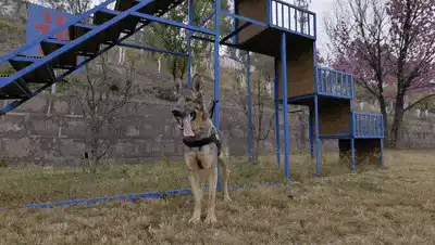 警犬因「上班死气沉沉，下班魅力四射」被通报批评，它可能会面临哪些「惩罚」？为何警犬上下班差异会这么大？